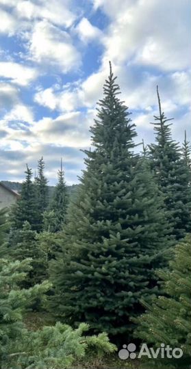 Ель голубая