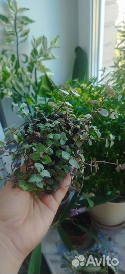 Каллизия (комнатное растение)