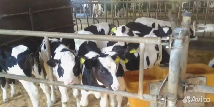 Бычки и телята