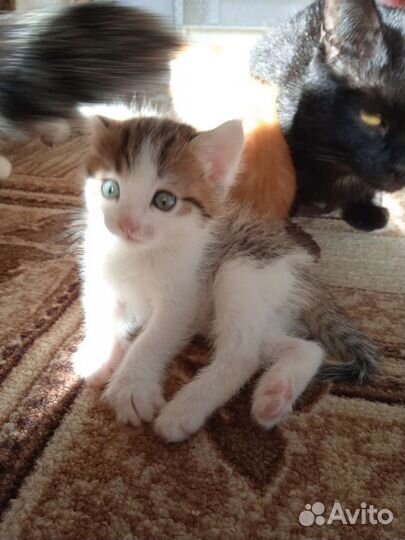 Котята в добрые руки бесплатно