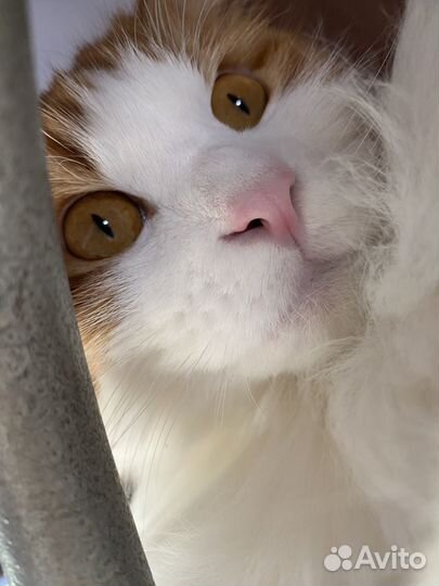 Кот курильский бобтейл