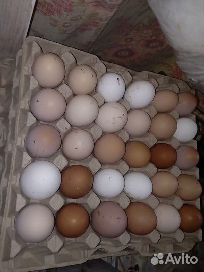 Яйца разных пород кур на еду инкубацию