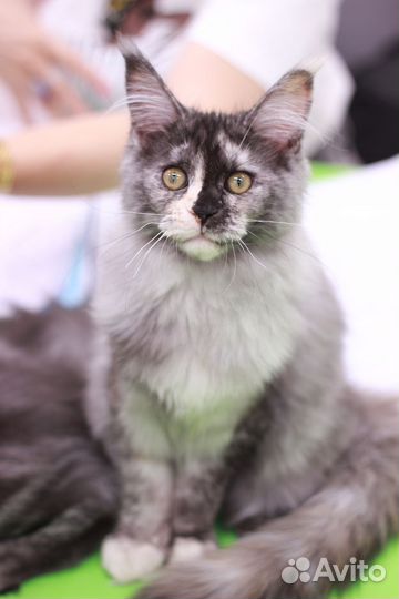 Котята мейн-кун