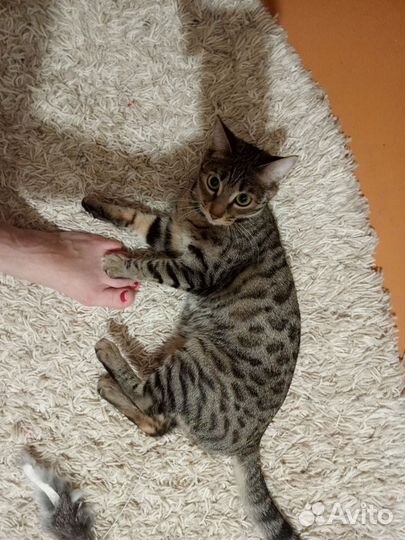 Ищем жениха