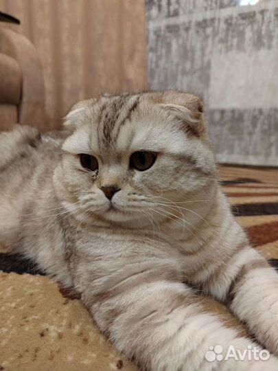 Шотландский кот вязка