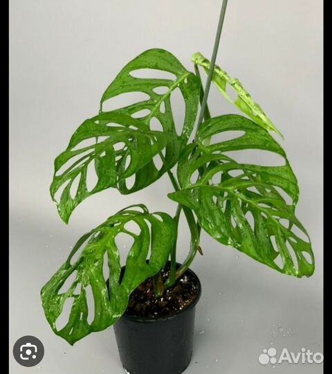 Монстера эскилето