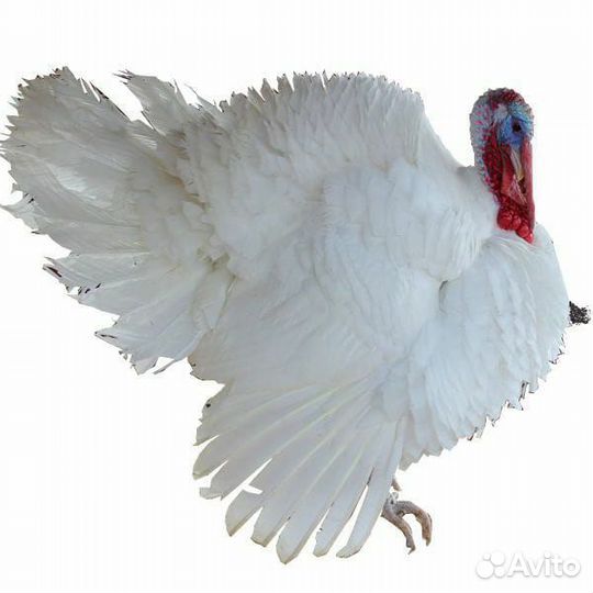 Инкубационное яйцо индейки Хайбрид Конвертер