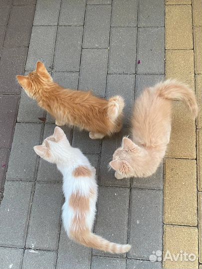 Домашние животные котята