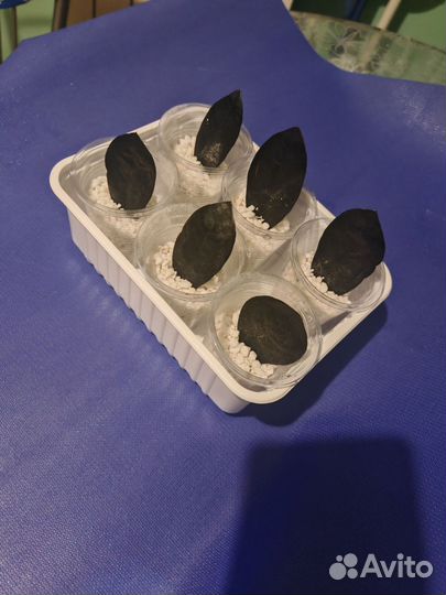 Замиокулькас черный равен