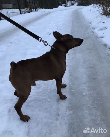 Вязка цвергпинчер