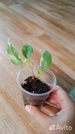 Фикус кинки