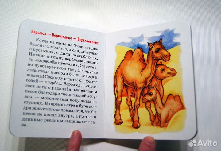 Семья Шалаева Г, книга на картоне