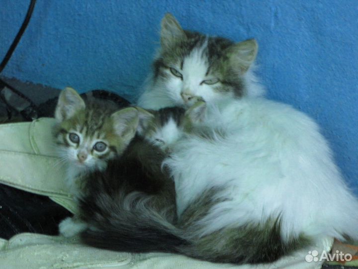 Кошечка Herz (Сердце)