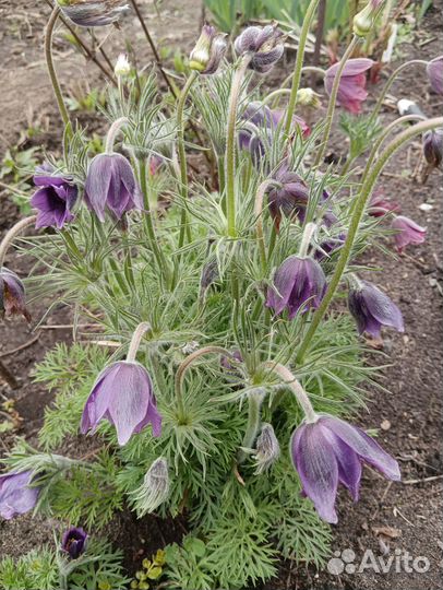 Клематис, прострел, молодило