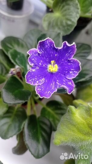 Фиалки сортовые