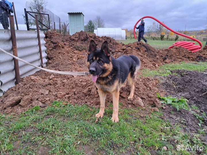 Немецкая овчарка