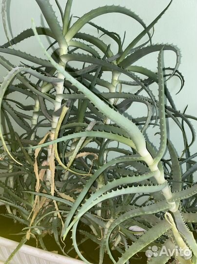 Алоэ 5 лет