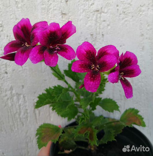 Пеларгонии (герани ) сортовые