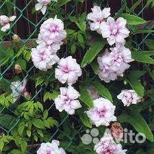 Калистегия плющелистная Флоре Плено