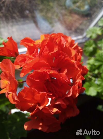 Комнатные цветы