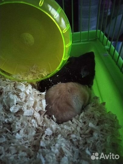 Хомяки вместе с клеткой