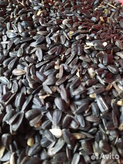 Семечки подсолнечника