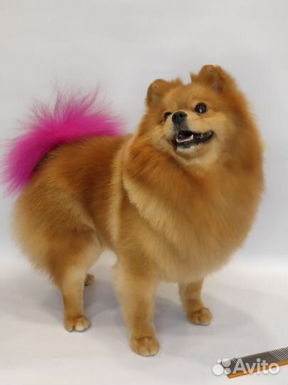 Стрижка собак и кошек, грумер, груминг