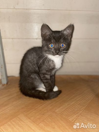 Отдам в добрые руки котят