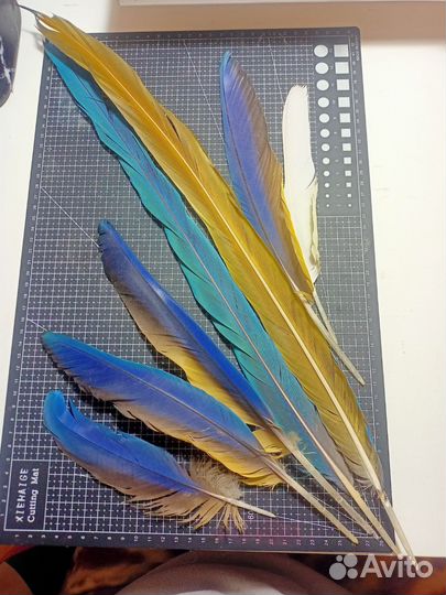 Перья разных птиц