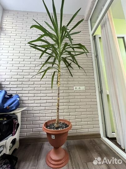 Пальма юкка