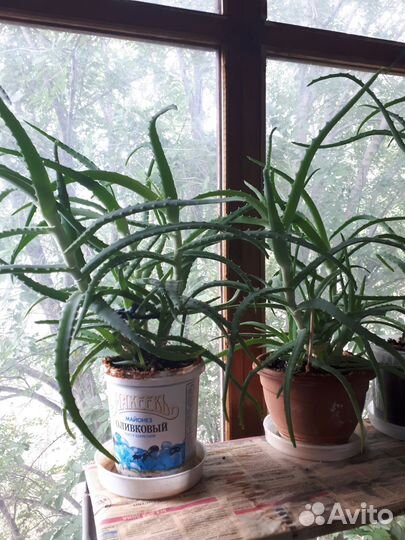 Алоэ лечебный