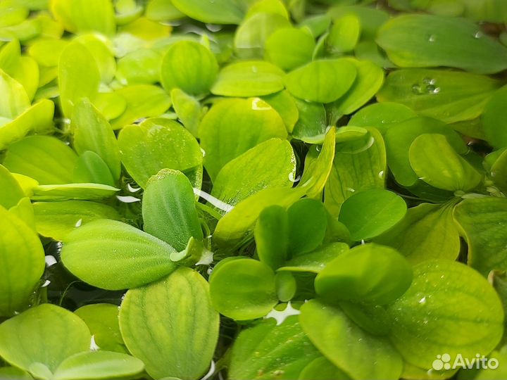 Мальки молинезии и гуппи, пистия