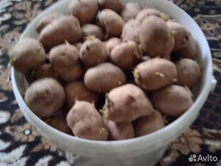 Семенной картофель