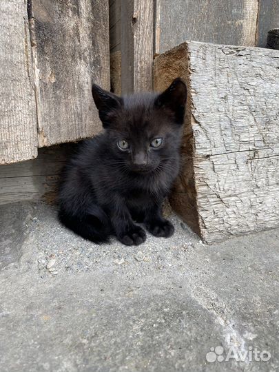 Котята в хорошие руки