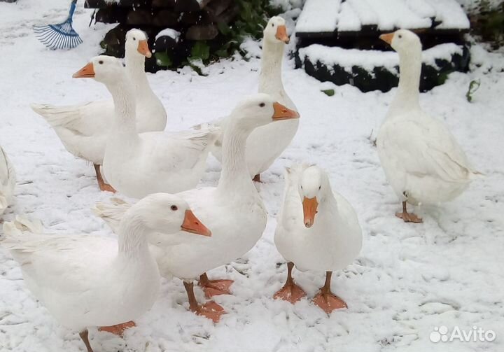 Утята, гусята