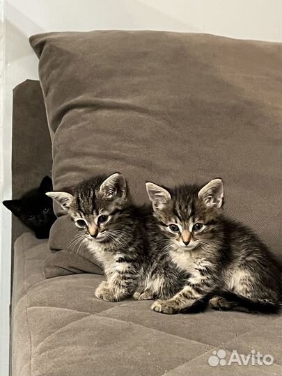 Котята 1 мес