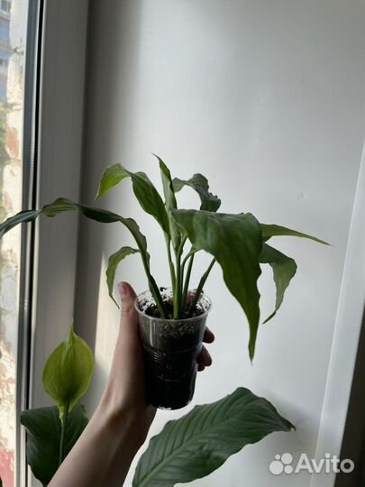 Спатифиллум