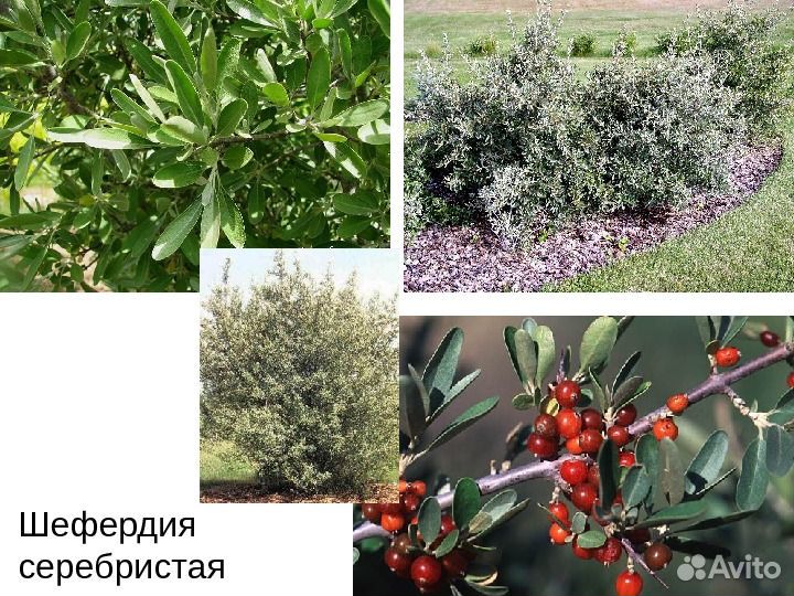 Шефердия серебристая (семена)