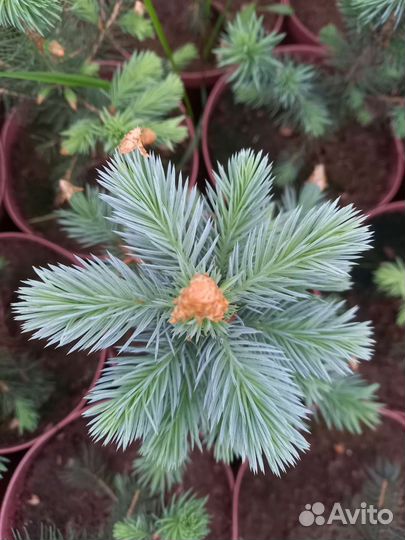 Ель голубая Super Blue Seedling