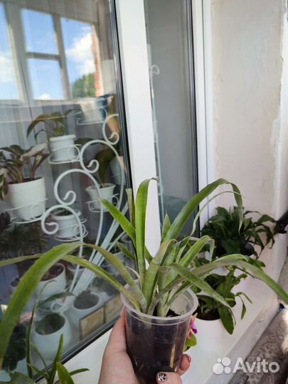 Бильбергия поникающая