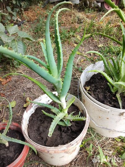 Алоэ лечебный