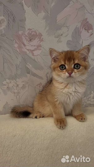 Шотландский малыш