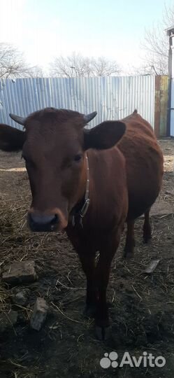 Джерсейская корова