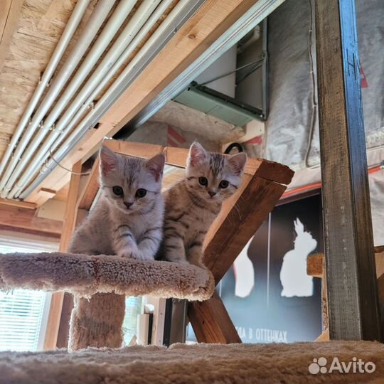 Британская кошка