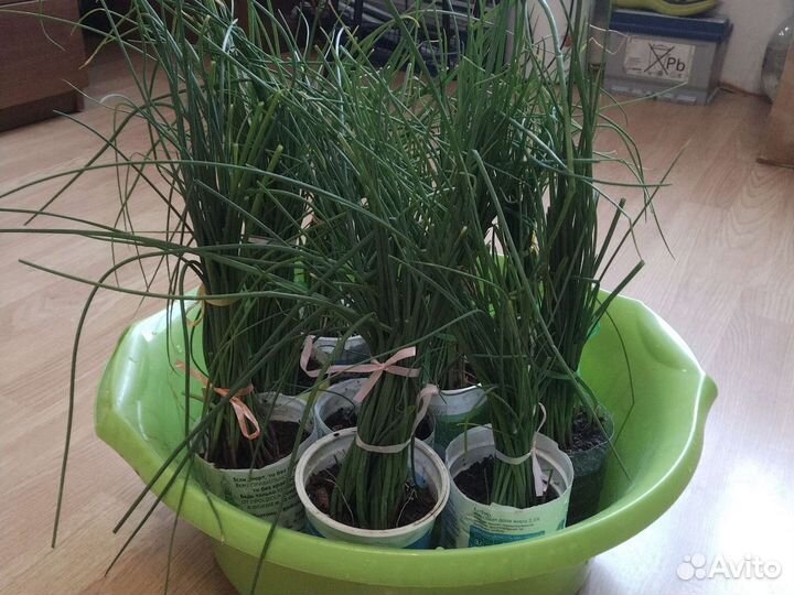 Щавель, лук-шнитт, мята, вишня, ирга, хрен - обмен