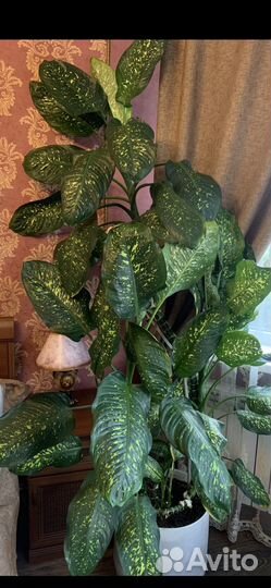 Диффенбахия