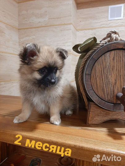 Щенок шпица девочка