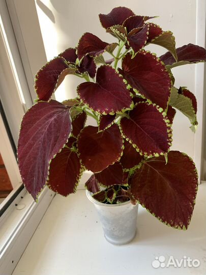 Колеус Premium Sun