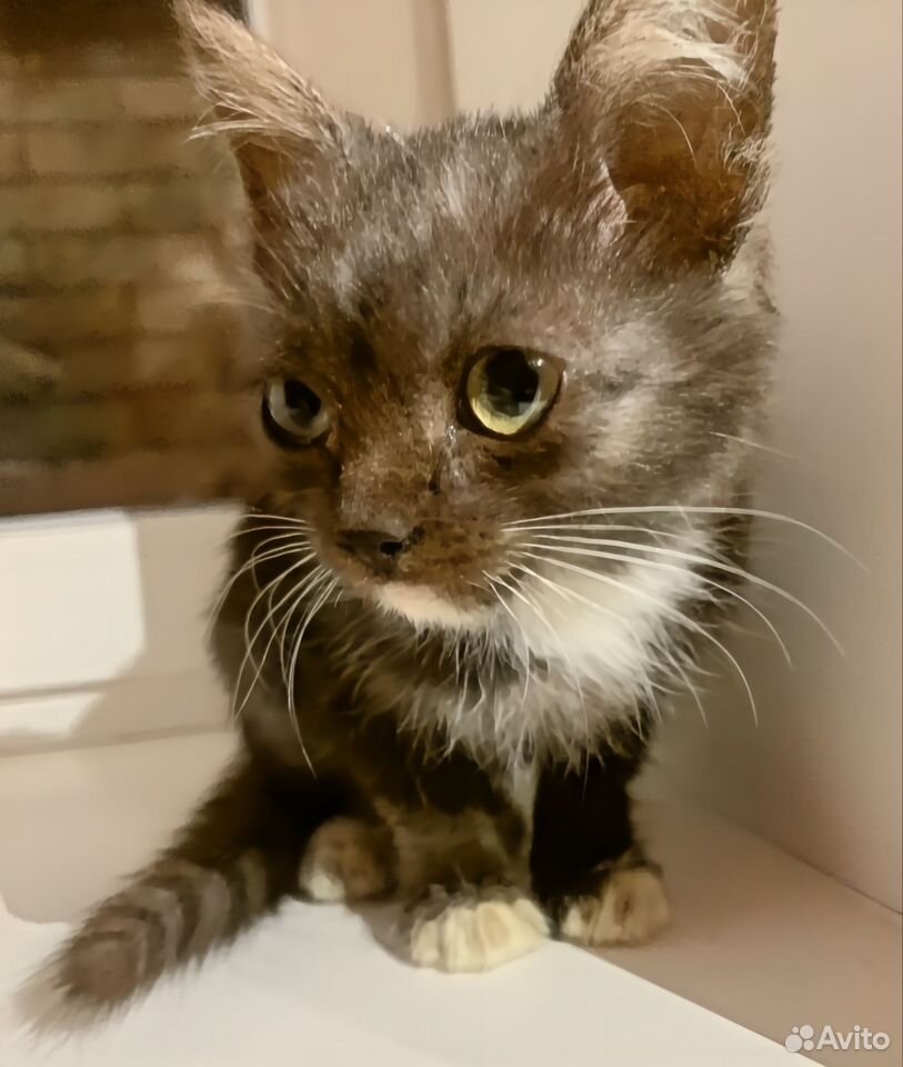 Котёнок в добрые руки, Липецк