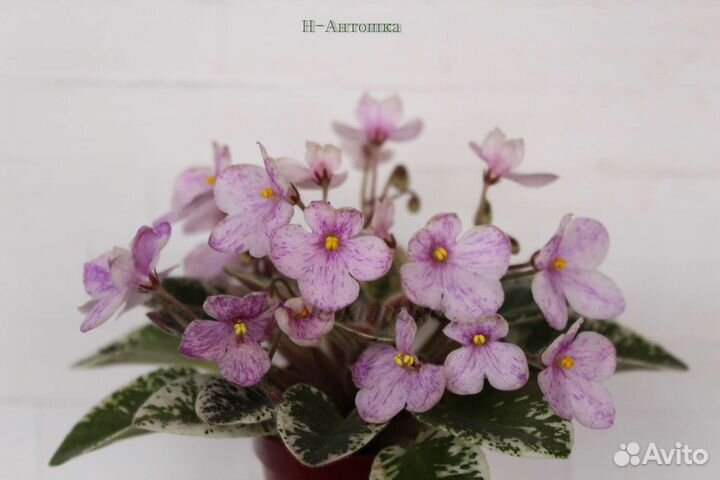 Детки мини фиалок